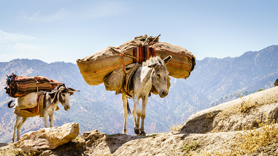 Two pack mules on a ridge in the mountains of Shirkent National Park in Tajikistan