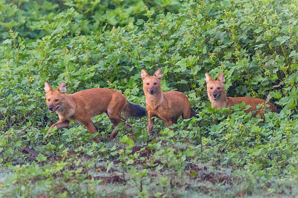 Pack of Dholes Canon 6D 370mm ISO 400 1/2500 f5.0 dhole stock pictures, royalty-free photos & images