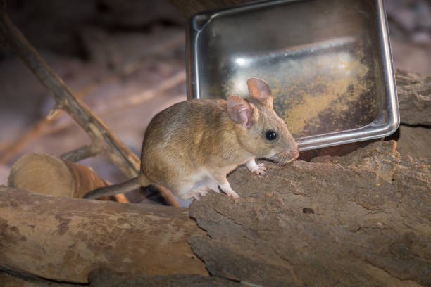 Pack Rat sitting by stainless steel food tray on ground stock photo
