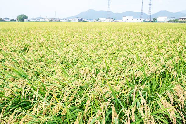 Paddy field Paddy field. satoyama scenery stock pictures, royalty-free photos & images