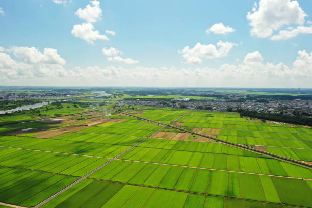 Paddy field scenery in Abiko City, Chiba Prefecture stock photo