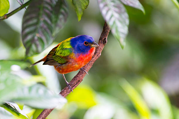 Painted bunting stock photo