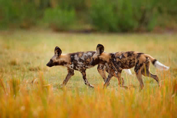 Painted hunting dog on African safari. Wildlife scene from nature. African wild dog, walking in the green grass, Zambia, Africa. Dangerous spotted animal with big ears. stock photo