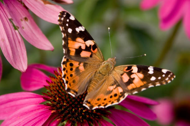 Painted Lady Butterfly Painted Lady Butterfly on Echinacea butterfly garden stock pictures, royalty-free photos & images