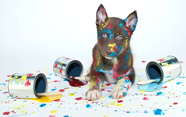 Painted Puppy stock photo