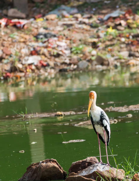 Painted stork standing on a rock against mountain of human garbage in background stock photo