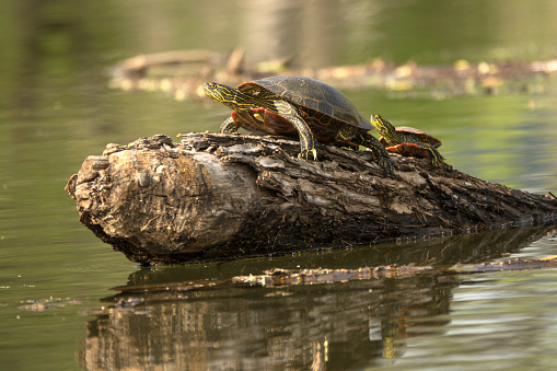Stretched out and sunning themselves on a floating log, wild painted turtles (Chrysemys picta) enjoy the calm water near the South Platte River in Chatfield State Park in Littleton, Colorado.