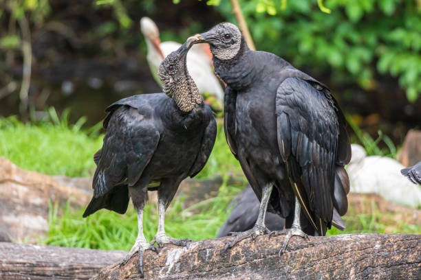 Pair of American black vultures (Coragyps atratus) - Florida, USA A pair of American black vultures american black vulture stock pictures, royalty-free photos & images