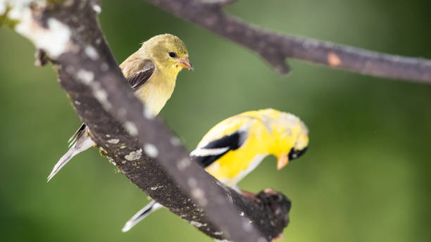 203 Female And Male Goldfinch Stock Photos, Pictures & Royalty-Free Images  - iStock