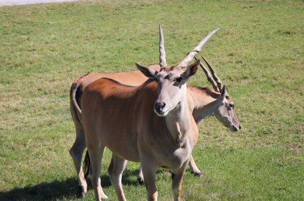 A Pair Of Antelope Graze stock photo