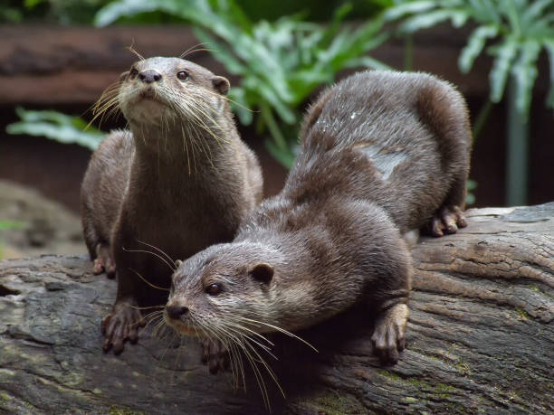 Pair of  Asian small-clawed otters on log stock photo