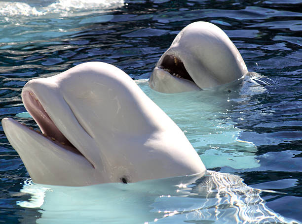 A pair of beluga whales with their heads above water Two beluga whales play together. beluga whale stock pictures, royalty-free photos & images