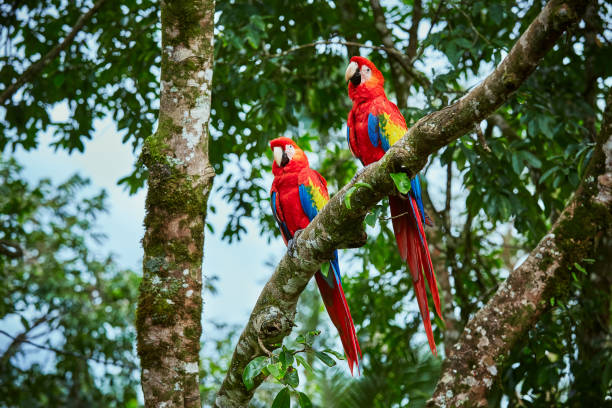 Pair of big Scarlet Macaws, Ara macao, two birds sitting on the branch. Pair of macaw parrots in Costa Rica. Love scene from fain forest. stock photo