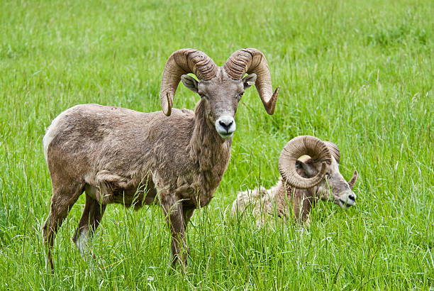 Pair of Bighorn Rams The Bighorn Sheep (Ovis canadensis) is a North American sheep named for its large curled horns. An adult ram can weigh up to 300 lb and the horns alone can weigh up to 30 lb. This pair of bighorn rams was photographed at the Northwest Trek Wildlife Preserve near Eatonville, Washington State, USA. jeff goulden bighorn sheep stock pictures, royalty-free photos & images