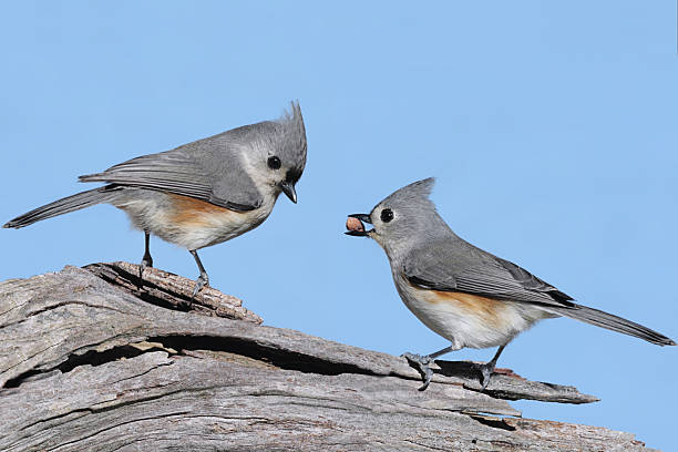 Pair of Birds With A Peanut stock photo