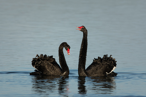 Black Swans face each other, Coorong, South Australia.
