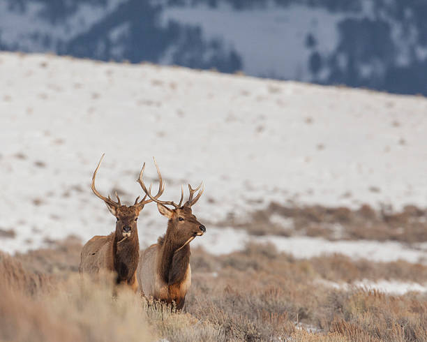 Pair of bull elk in winter stock photo