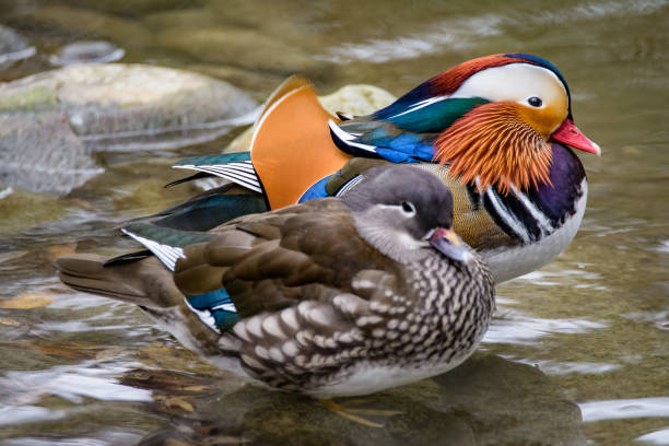 A pair of colorful mandarin ducks standing in shallow water stock photo