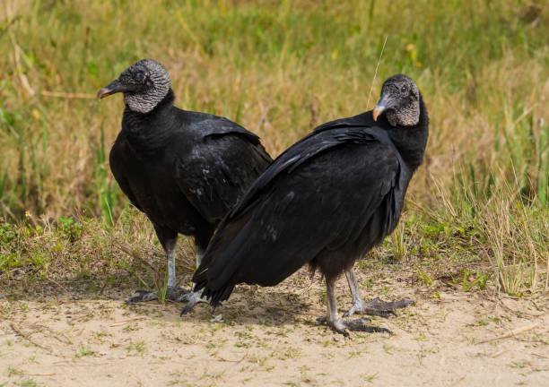 pair of Coragyps Atratus black vultures This image shows a pair of wild Coragyps Atratus black vultures standing together in the wetlands. american black vulture stock pictures, royalty-free photos & images