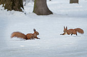 A pair of Eurasian red squirrels playing in the snow in Lviv, Ukraine