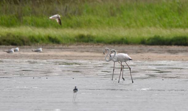 A pair of flamingos on Lake Korission stock photo