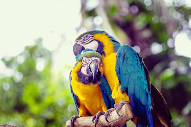 Pair of gold and blue macaws grooming each other, tropical bird portrait stock photo