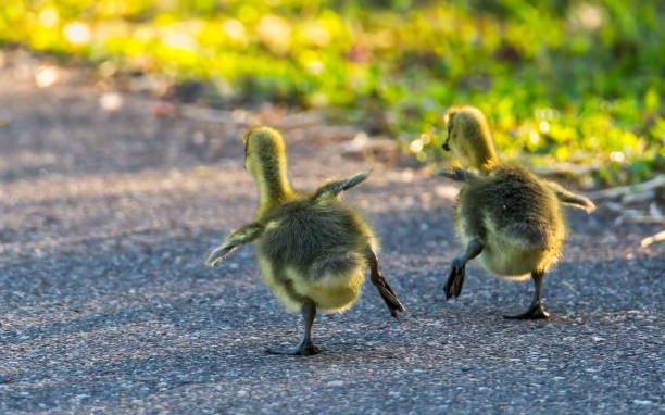 pair of goslings waddling on a path stock photo