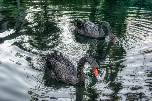A pair of black swans with red beaks are slowly swimming in the pond. Beautiful satin water. The grace and harmony of black swans are mesmerizing. Summer sunny day in N. Afon (Abkhazia)