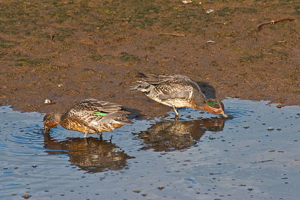 Pair of Green Winged Teal The Green-Winged Teal (Anas carolinensis) is a common and widespread North American dabbling duck. It breeds in the northern areas of North America and winters in the far south of its breeding range. This is the smallest North American dabbling duck. The breeding male has grey flanks and back and a chestnut head with a green eye patch. The females are light brown, with plumage much like a female mallard. The teal’s habitat is sheltered wetlands where it feeds by dabbling for plants or grazing. They will occasionaly eat mollusks, crustaceans or insects. It nests in depressions on dry ground, under cover and near water. This pair of green-winged teal was photographed while feeding at the Nisqually National Wildlife Refuge near Olympia, Washington State, USA. jeff goulden national wildlife refuge stock pictures, royalty-free photos & images