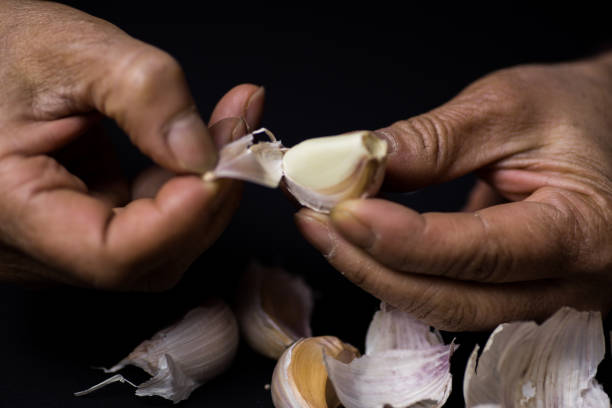 A pair of hands hold garlic stock photo