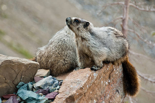 Pair of Hoary Marmots on a Boulder This Hoary Marmot (Marmota caligata) is perched on a boulder alongside the Highline Trail near Logan Pass in Glacier National Park, Montana, USA. jeff goulden squirrel stock pictures, royalty-free photos & images