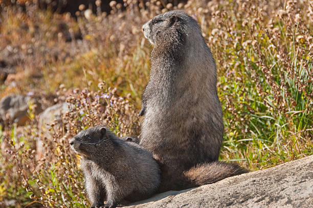 Pair of Hoary Marmots Sitting on a Rock This Hoary Marmot (Marmota caligata) is sunning on a rock in the Paradise Meadows at Mount Rainier National Park, Washington State, USA. jeff goulden mount rainier national park stock pictures, royalty-free photos & images