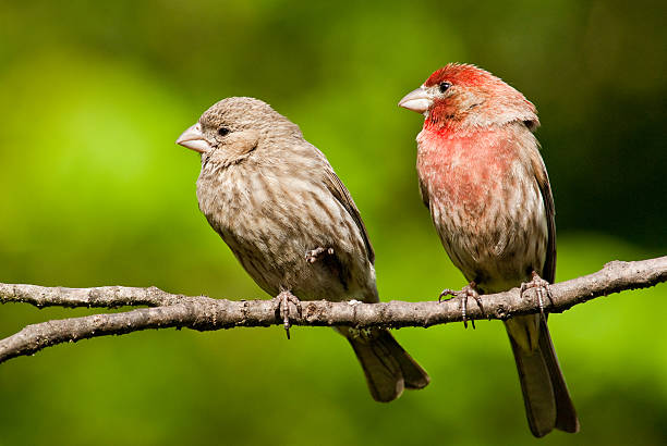 Pair of House Finches in a Tree The House Finch (Haemorhous mexicanus) is a year-round resident of North America and the Hawaiian Islands. Male coloration varies in intensity with availability of the berries and fruits in its diet. As a result, the colors range from pale straw-yellow through bright orange to deep red. Adult females have brown upperparts and streaked underparts. This mating pair was photographed in Edgewood, Washington State, USA. jeff goulden finch stock pictures, royalty-free photos & images