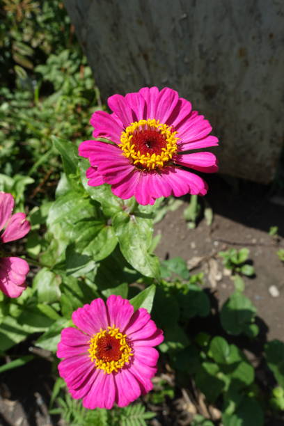 Pair of magenta colored flowers of Zinnia elegans in July  caenorhabditis elegans stock pictures, royalty-free photos & images