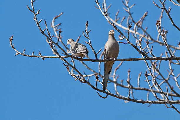 Pair of Mourning Doves in a Tree The Mourning Dove (Zenaida macroura) is one of the most widely distributed and abundant of all the birds of North America. It is also a prolific breeder. One pair can raise up to six broods of two chicks each in a single year. The bird is a strong flier with the wings making an unusual whistling sound. Mourning doves are a muted light grey and brown. The males and females look alike and are generally monogamous. Their diet consists almost exclusively of seeds. This pair of mourning doves was photographed in a tree at Yakima, Washington State, USA. jeff goulden bird stock pictures, royalty-free photos & images