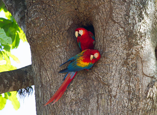 Pair of Nesting Scarlet Macaws stock photo