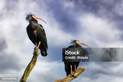 istock Pair of Northern Bald Ibis against blue sky and cloud background. This very rare bird is indigenous to North Africa. There are very few left in the wild. It is now a critically endangered species. 1334420936