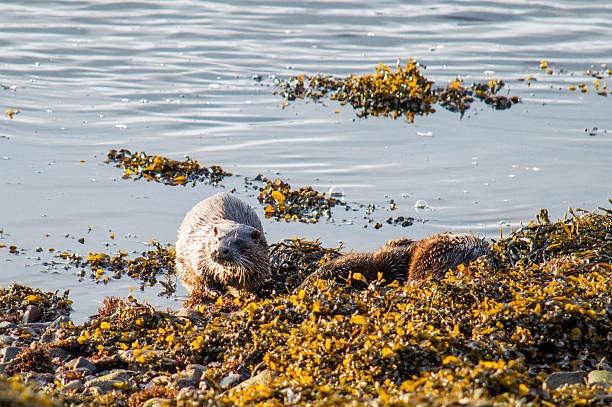 Pair of otters A pair of otters, one resting and one just emerging from the water strangford lough stock pictures, royalty-free photos & images