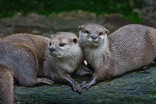 A pair of otters showing affection, otterly love