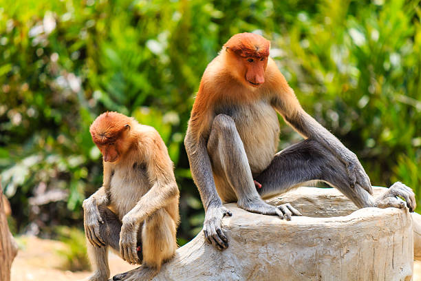 Two rare Proboscis Monkeys