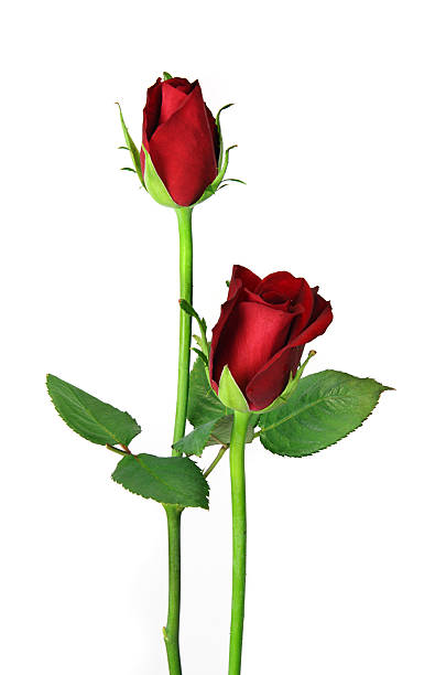 Pair of red roses isolated on white, upright close stock photo