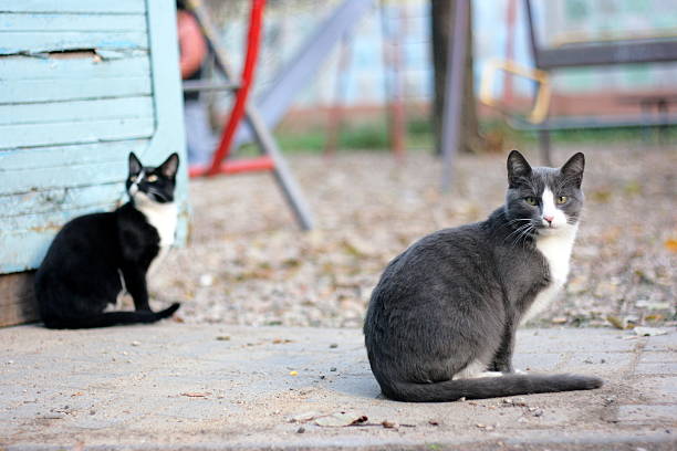 Pair of street cats stock photo