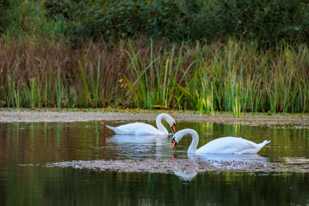 pair of swans on a lake in the sunset light with green red reed in background stock photo