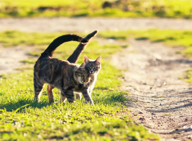 pair of sweet loving cat walking on the bright green meadow in Sunny spring garden  rutting stock pictures, royalty-free photos & images