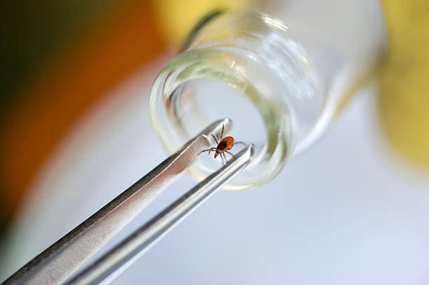 A pair of tweezers removing a tick Entomologist takes dangerous tick for research lyme disease stock pictures, royalty-free photos & images