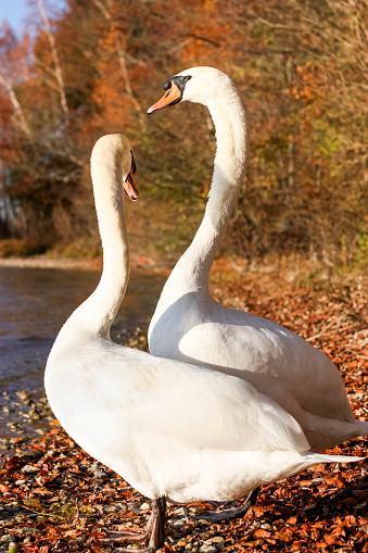 Two white swans in Autumn