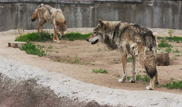pair of wolfs stock photo