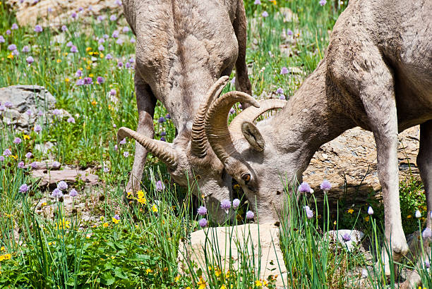 Pair of Young Bighorn Rams Jousting The Bighorn Sheep (Ovis canadensis) is a North American sheep named for its large curled horns. An adult ram can weigh up to 300 lb and the horns alone can weigh up to 30 lb. This pair of young bighorn rams were photographed at the Haystack Saddle on the Highline Trail in Glacier National Park, Montana, USA. jeff goulden bighorn sheep stock pictures, royalty-free photos & images