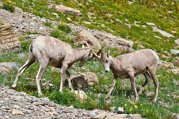 Pair of Young Bighorn Rams Jousting The Bighorn Sheep (Ovis canadensis) is a North American sheep named for its large curled horns. An adult ram can weigh up to 300 lb and the horns alone can weigh up to 30 lb. This pair of young bighorn rams were photographed at the Haystack Saddle on the Highline Trail in Glacier National Park, Montana, USA. jeff goulden bighorn sheep stock pictures, royalty-free photos & images