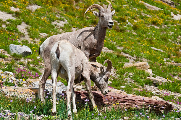 Pair of Young Bighorn Rams The Bighorn Sheep (Ovis canadensis) is a North American sheep named for its large curled horns. An adult ram can weigh up to 300 lb and the horns alone can weigh up to 30 lb. This pair of young bighorn rams were photographed at the Haystack Saddle on the Highline Trail in Glacier National Park, Montana, USA. jeff goulden bighorn sheep stock pictures, royalty-free photos & images